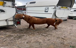 Övrigt hästar till salu: Minishetlandhingst  i Falköping - Annons 8