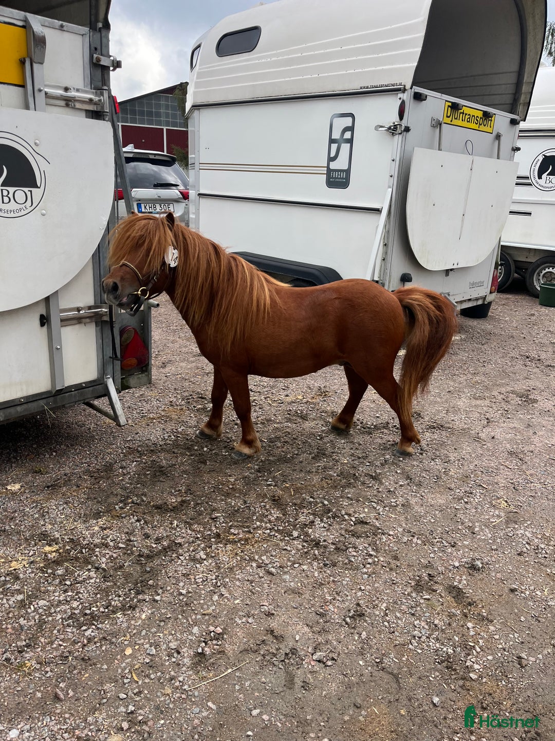 Övrigt hästar till salu: Minishetlandhingst  i Falköping - Annons 8