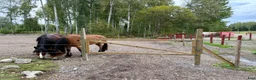 Allround hästar sökes: Sto till livslångt femstjärnigt hem! i Nyköping - Annons 9