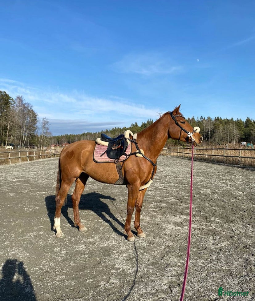  hästar Drömhäst till Salu - Annons 3