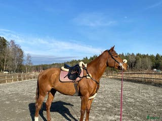 hästar Drömhäst till Salu i Åkersberga - Annons 17