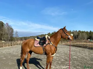 hästar Drömhäst till Salu - Annons 3