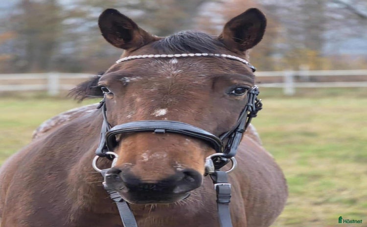  hästar Appalosa korsning i Motala - Annons 2