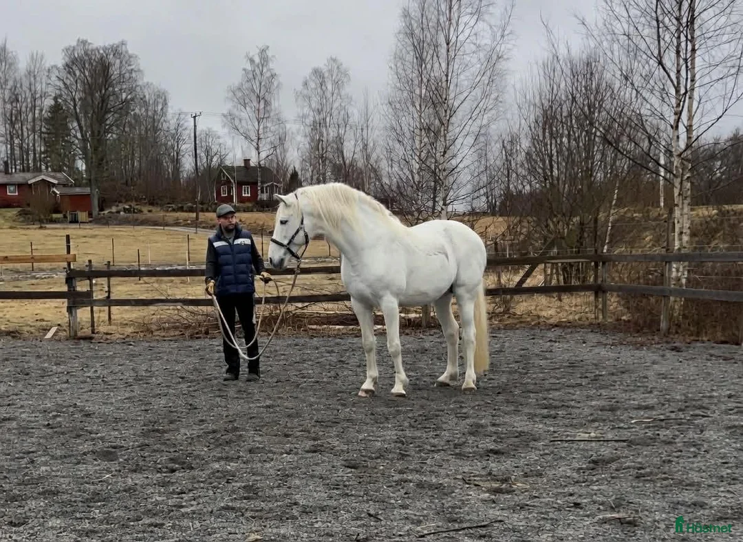 Avelshästar hästar till salu: Avelsgodkänd PRE-hingst med Cartujanolinjer i Finspång - Annons 6