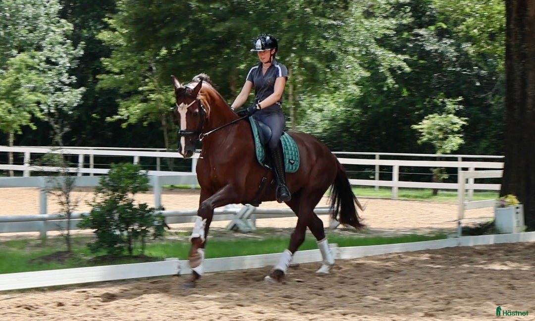  hästservice finnes: Plats för inridning, utbildning & elever i Göteborg - Annons 3