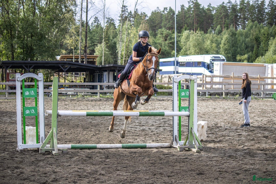 Allround hästar sökes: hest ønskes i Raufoss - Annons 1