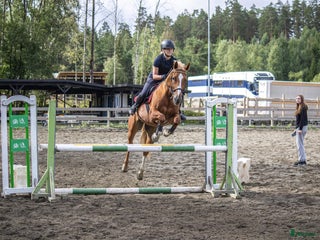hästar hest ønskes i Raufoss - Annons 15