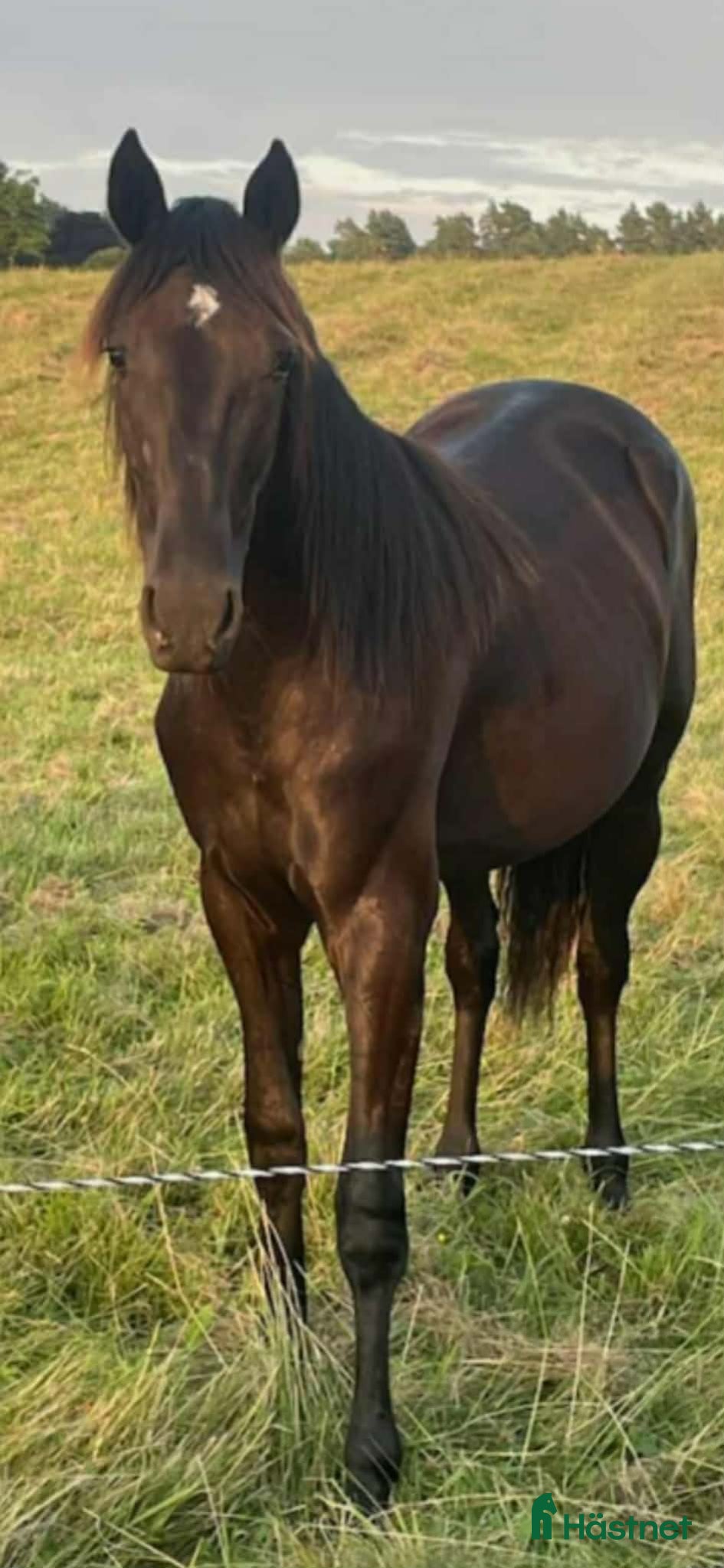  hästar 2 åring - Annons 1