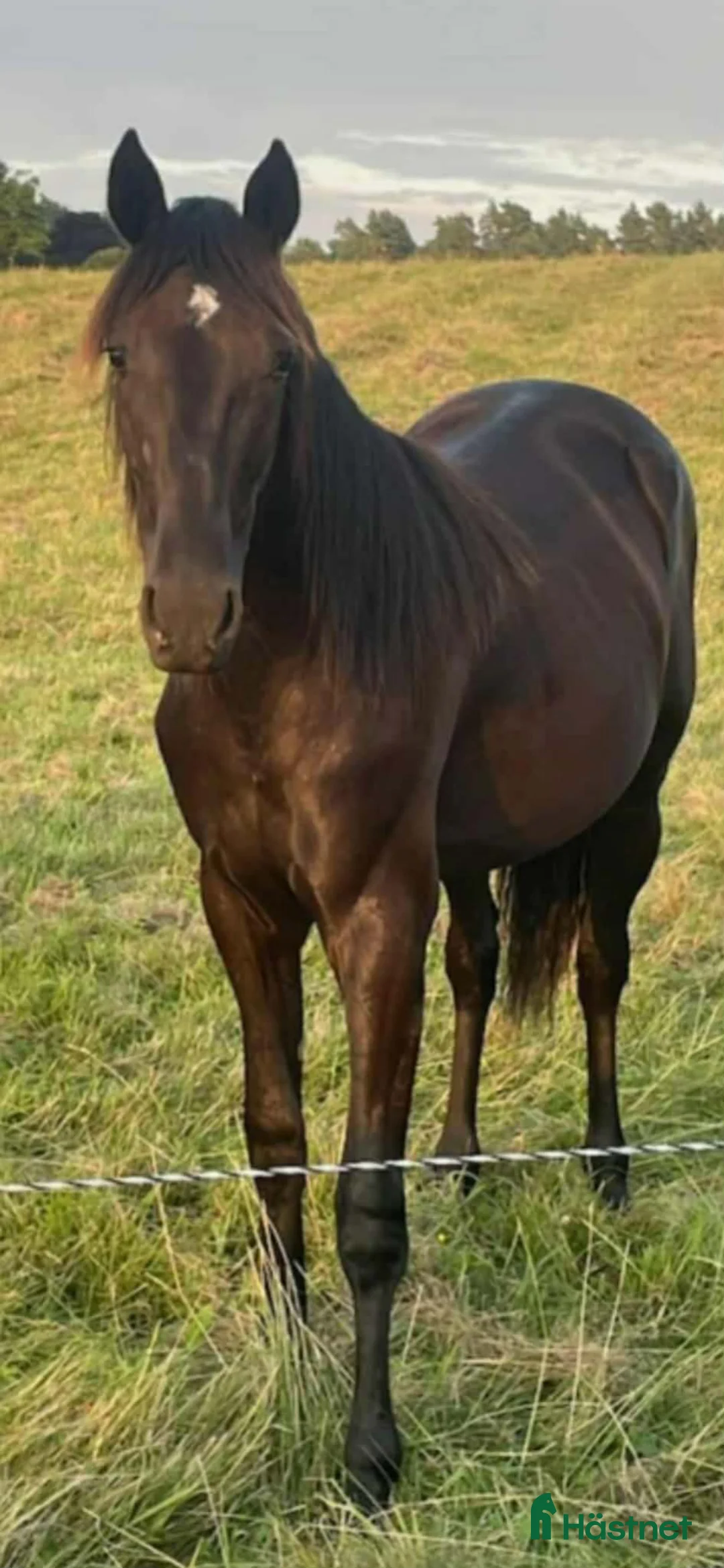 Trav hästar till salu: 2 åring - Annons 1