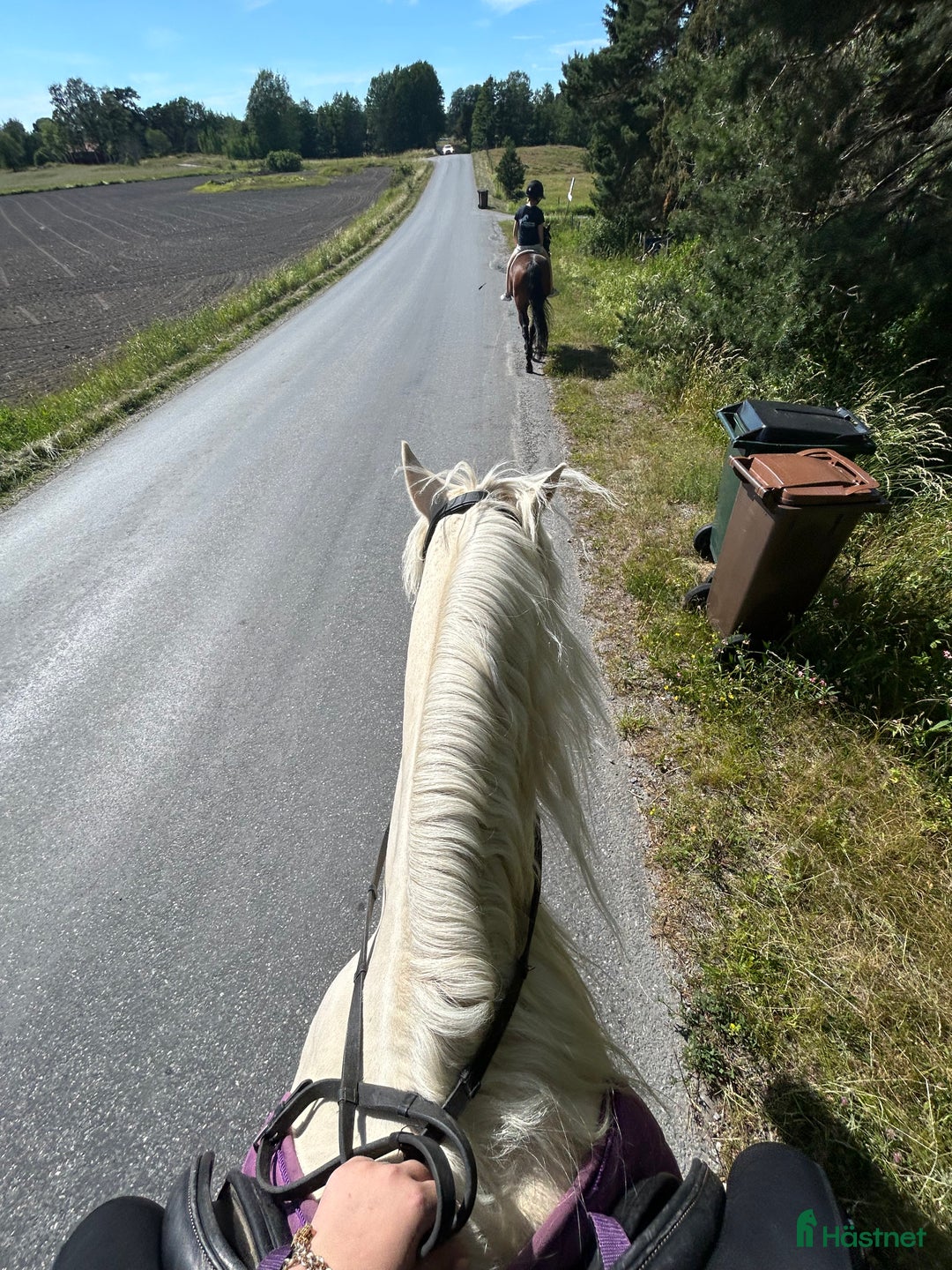 Allround hästar sökes: Söker Medryttarhäst  i Åkersberga - Annons 2