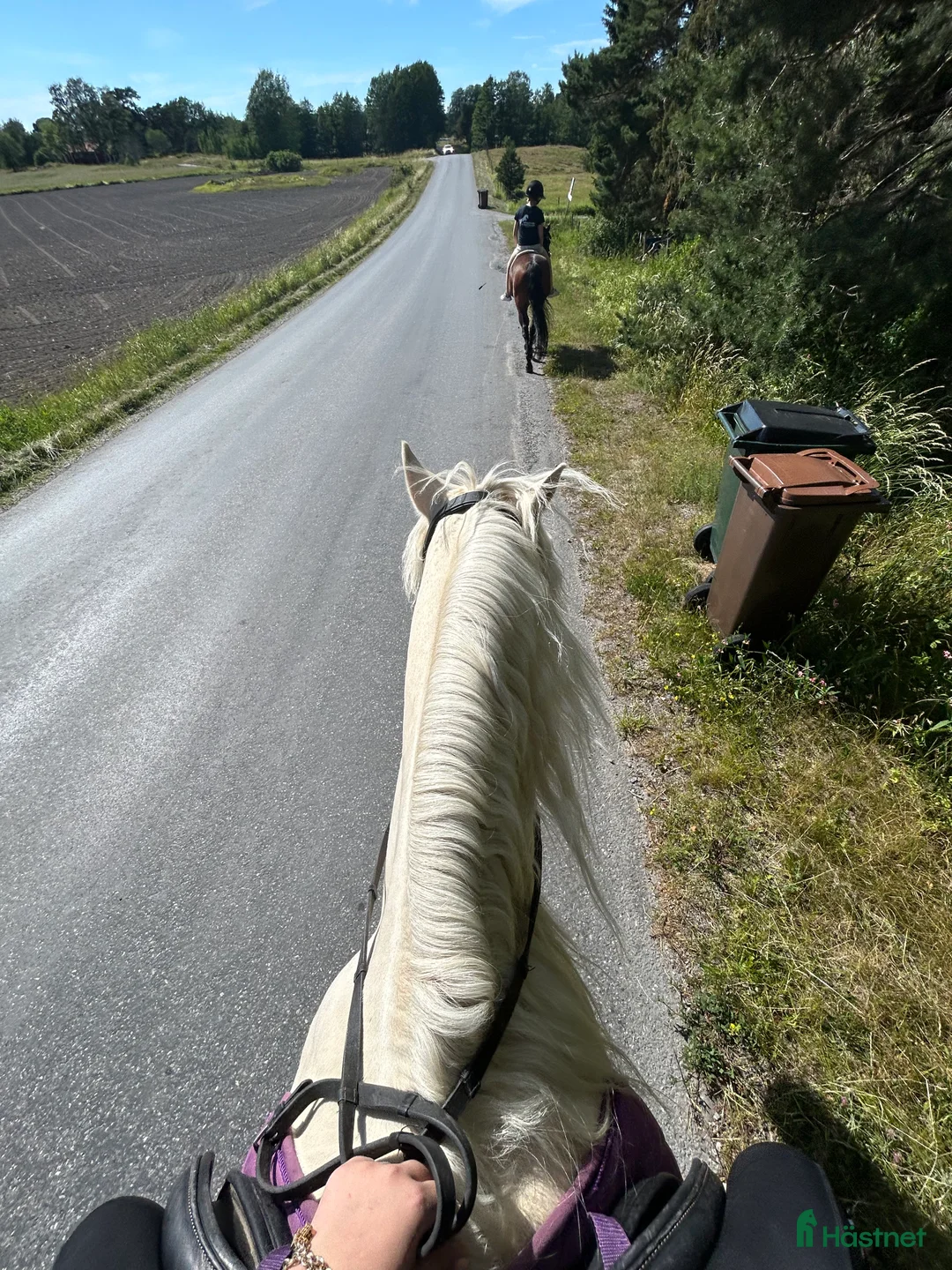Allround hästar sökes: Söker Medryttarhäst  - Annons 2