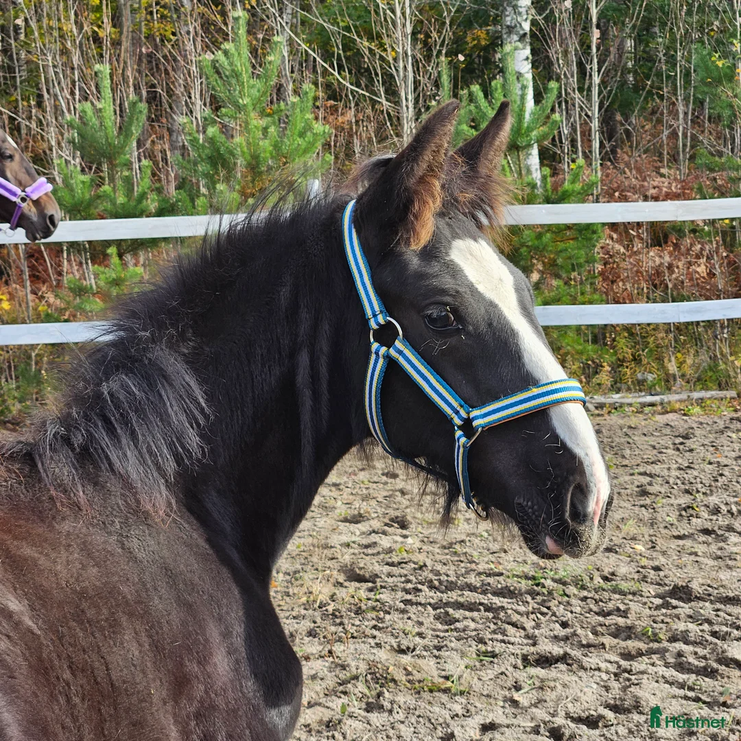 Allround hästar till salu: Snällaste grabben irishcob/vbl - Annons 3