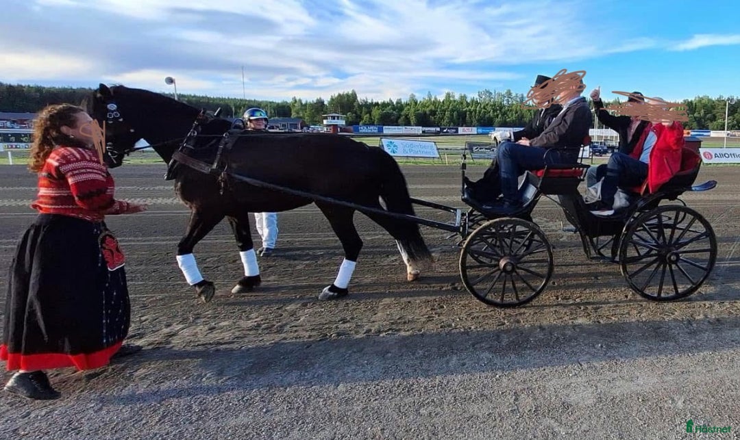 Allround hästar till salu: Allround häst, riktig toppenkille i Tungelsta - Annons 9