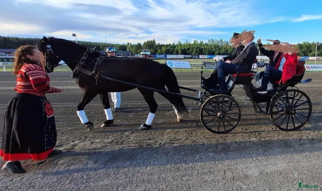 Allround hästar till salu: Allround häst, riktig toppenkille i Tungelsta - Annons 9