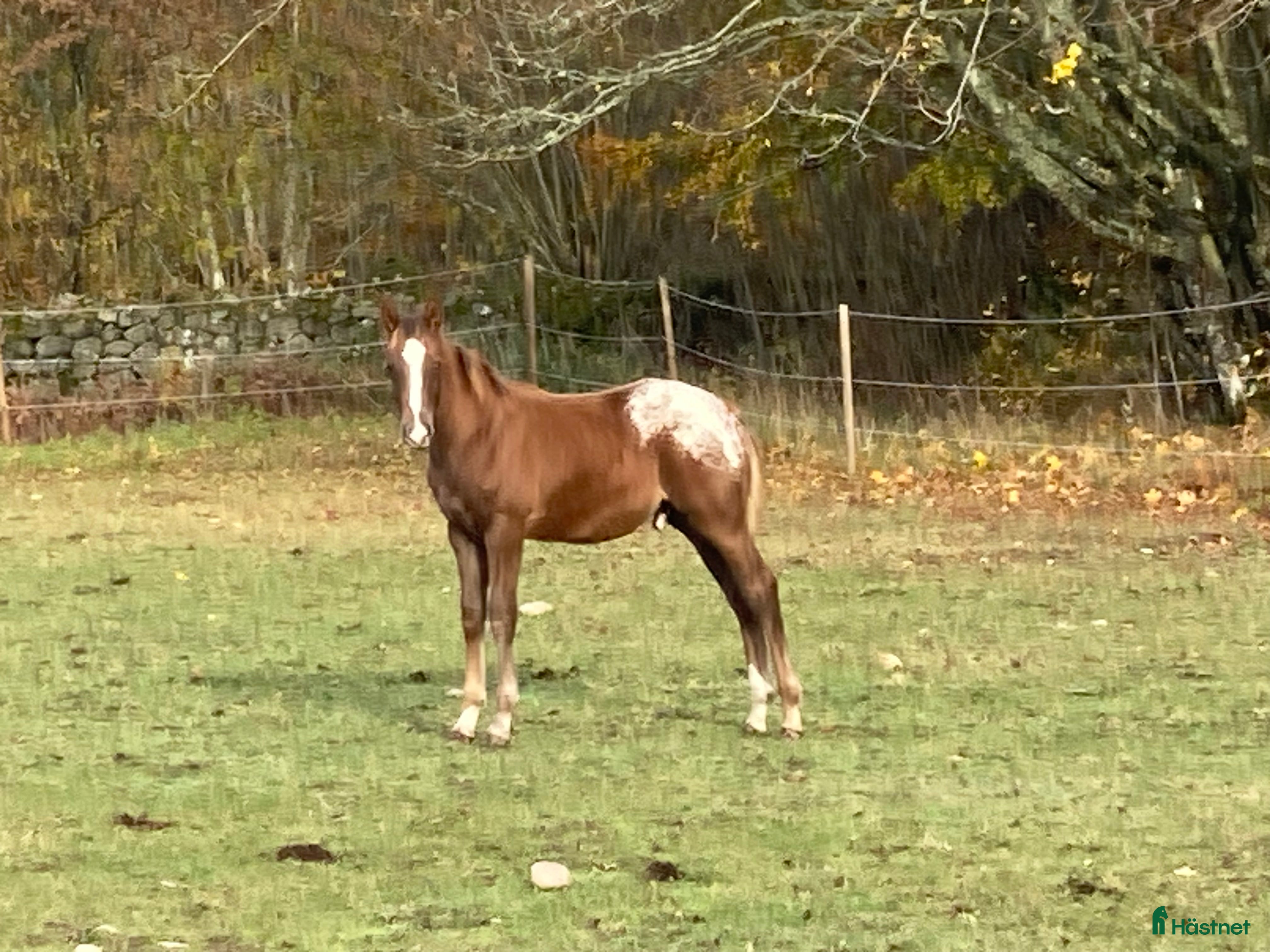  hästar Appaloosa hingstföl i Fågelmara - Annons 6