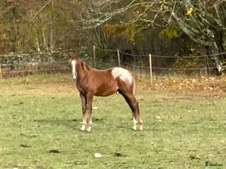 hästar Appaloosa hingstföl i Fågelmara - Annons 6