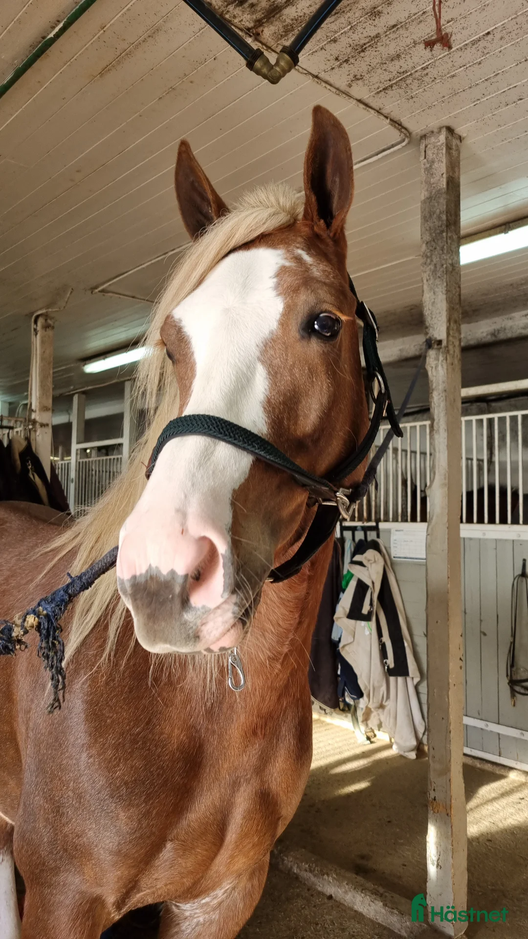 Allround hästar till salu: *reserverad*Vackra Madeleine ser efter nytt hem  - Annons 3