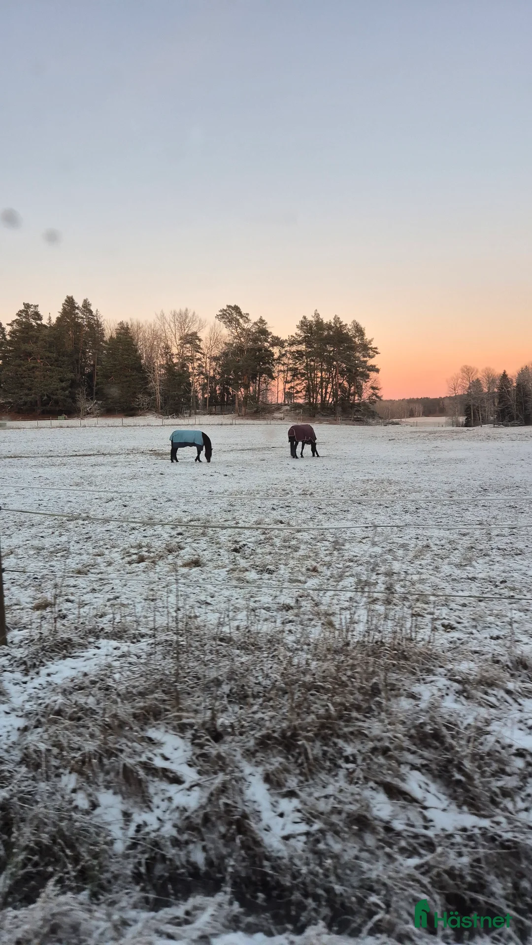  stallplats finnes: Boxplats i litet mysigt stall i Vårsta  - Annons 15