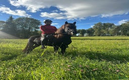 Island hästar till salu: Super trevlig valack  i Vaggeryd - Annons 1