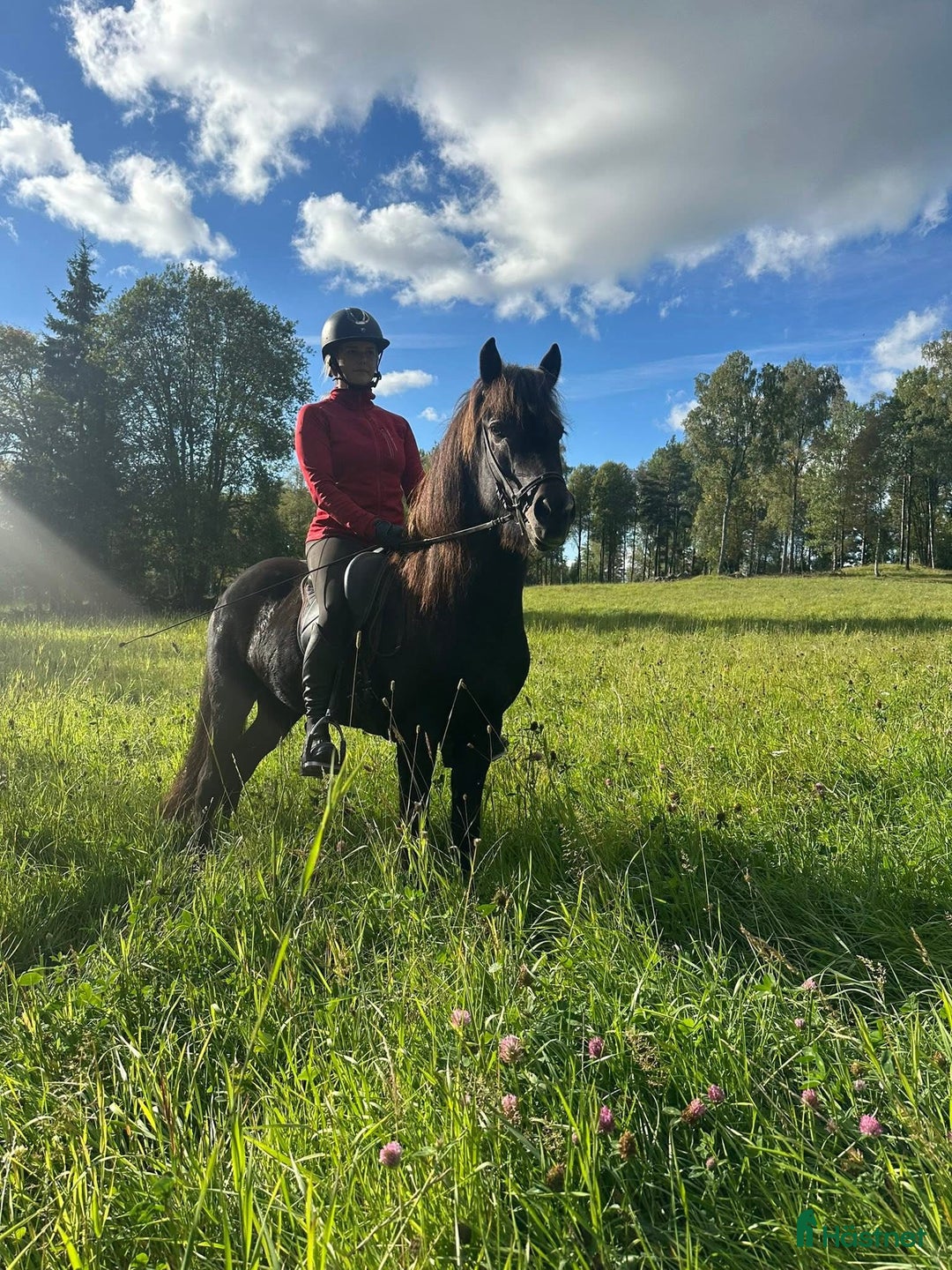 Island hästar till salu: Super trevlig valack  i Vaggeryd - Annons 1