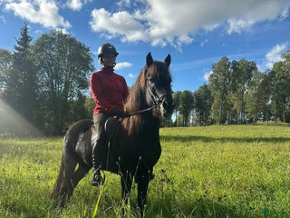 hästar Super trevlig valack i Vaggeryd - Annons 11