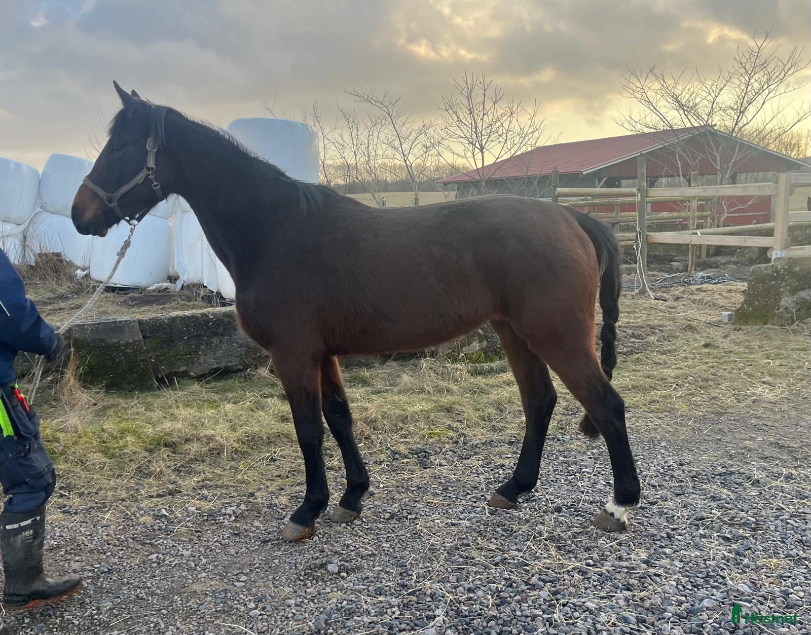  hästar Inriden 3-åring för hopp och dressyr - Annons 9