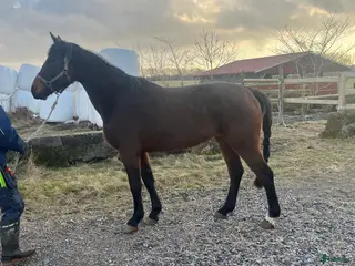 hästar Inriden 3-åring för hopp och dressyr - Annons 17