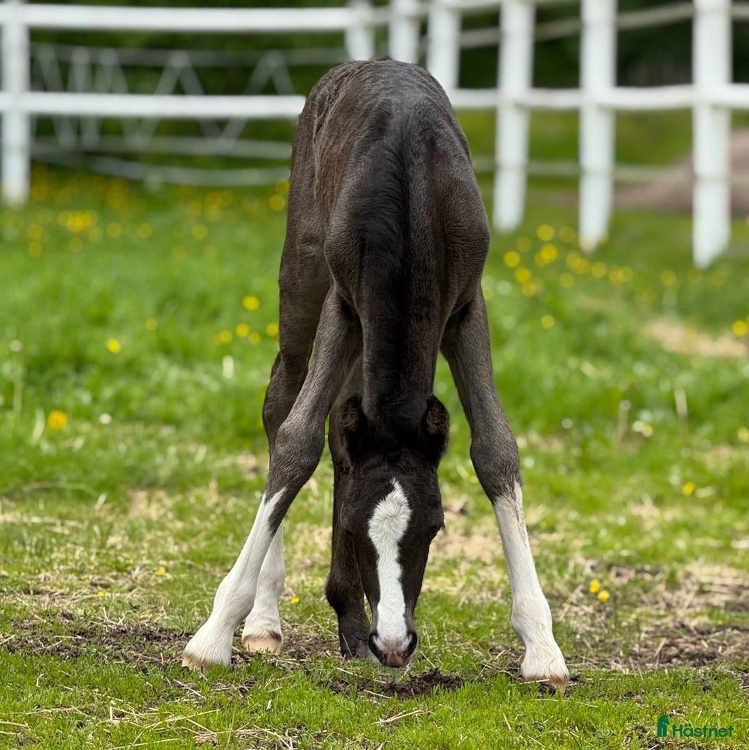 Allround hästar till salu: Vacker och välstammad welsh cob hingst i Kil - Annons 3
