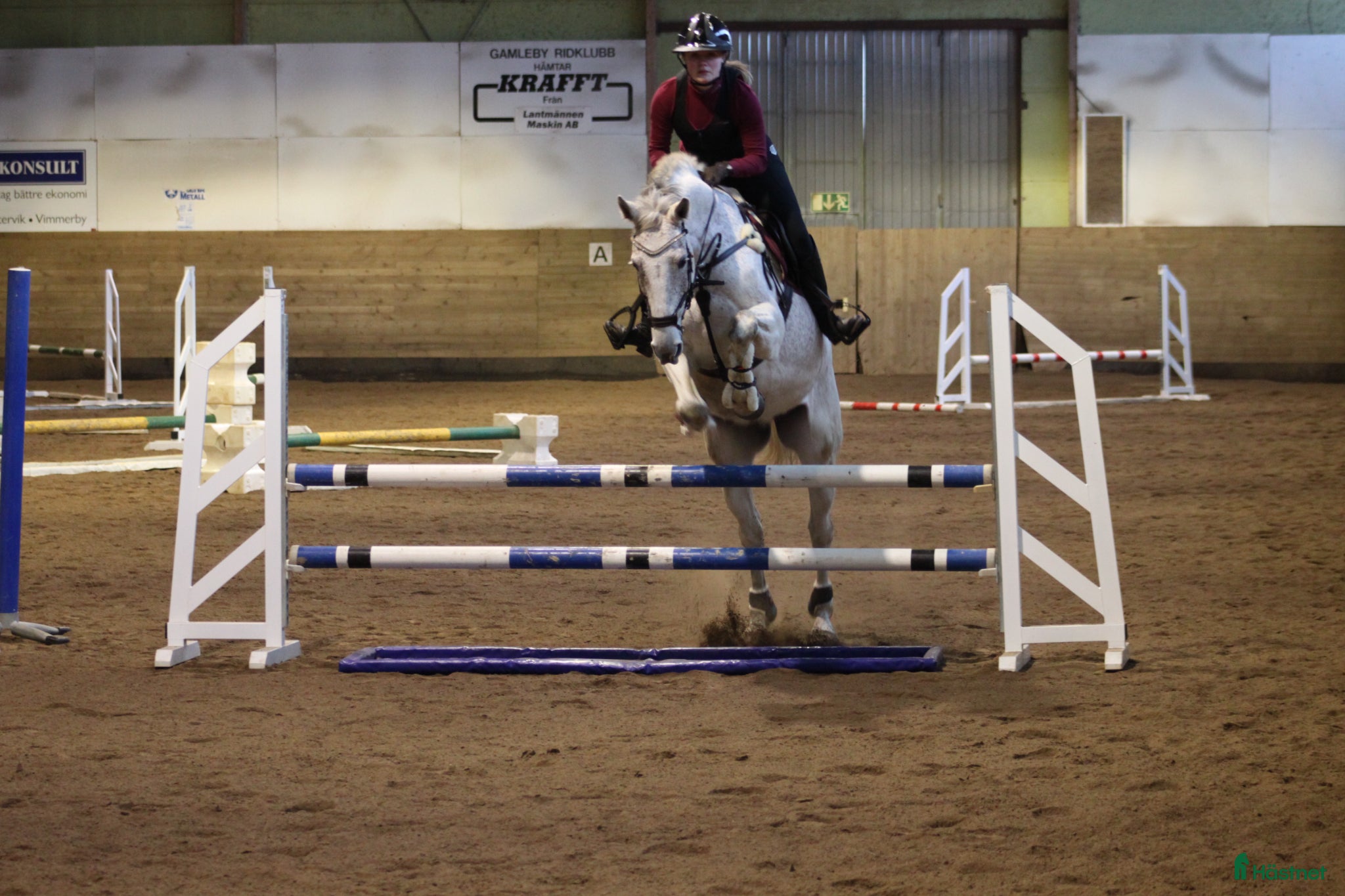  hästar Världens snällaste kille söker nytt hem! - Annons 2