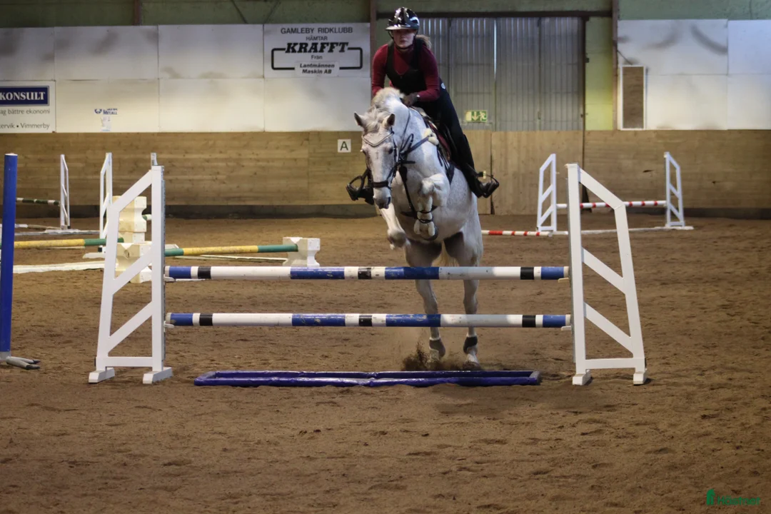 Allround hästar till salu: Världens snällaste kille söker nytt hem! - Annons 2