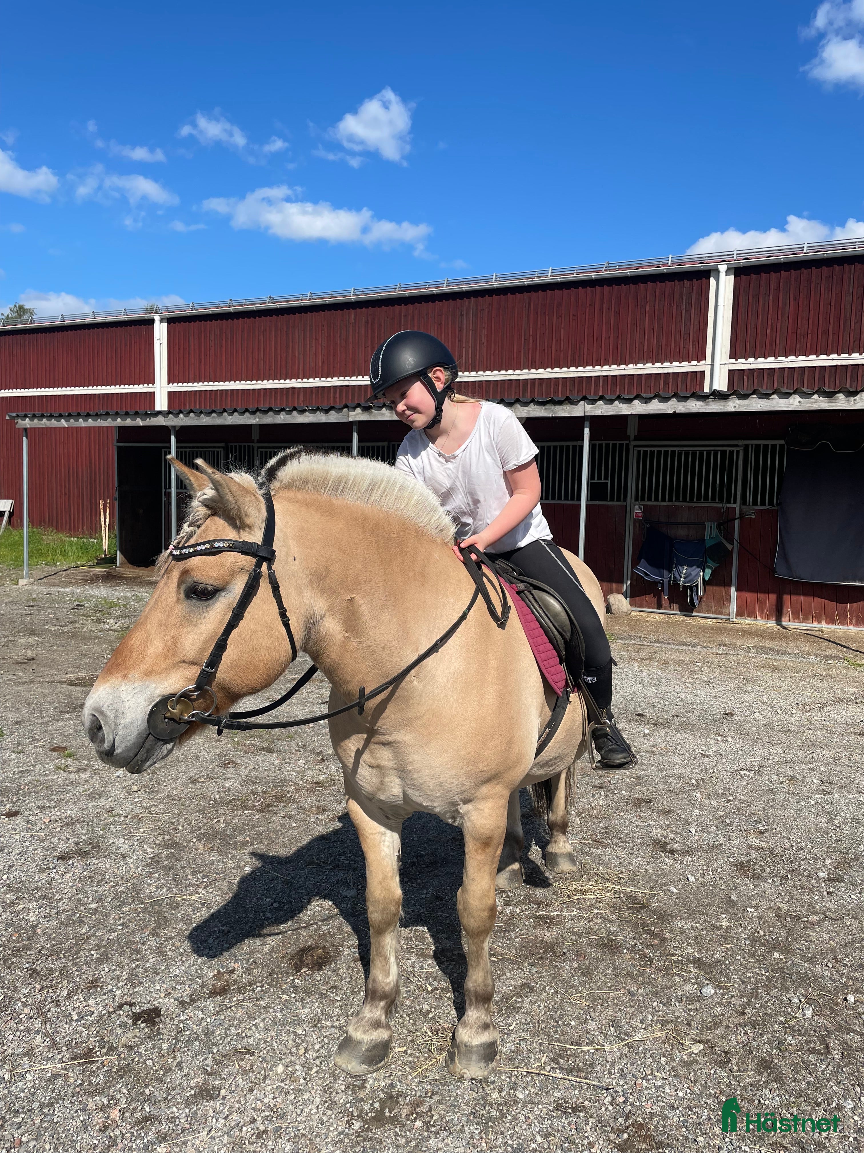  medryttarhäst sökes: Medryttarhäst SÖKES inom STOCKHOLM - Annons 7