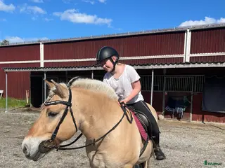 medryttarhäst sökes: Medryttarhäst SÖKES inom STOCKHOLM - Annons 7