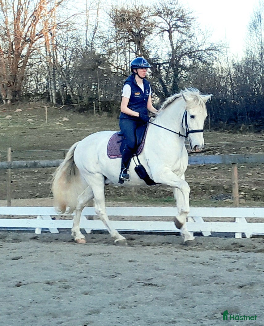  hästar Vänlig PRE valack! - Annons 4