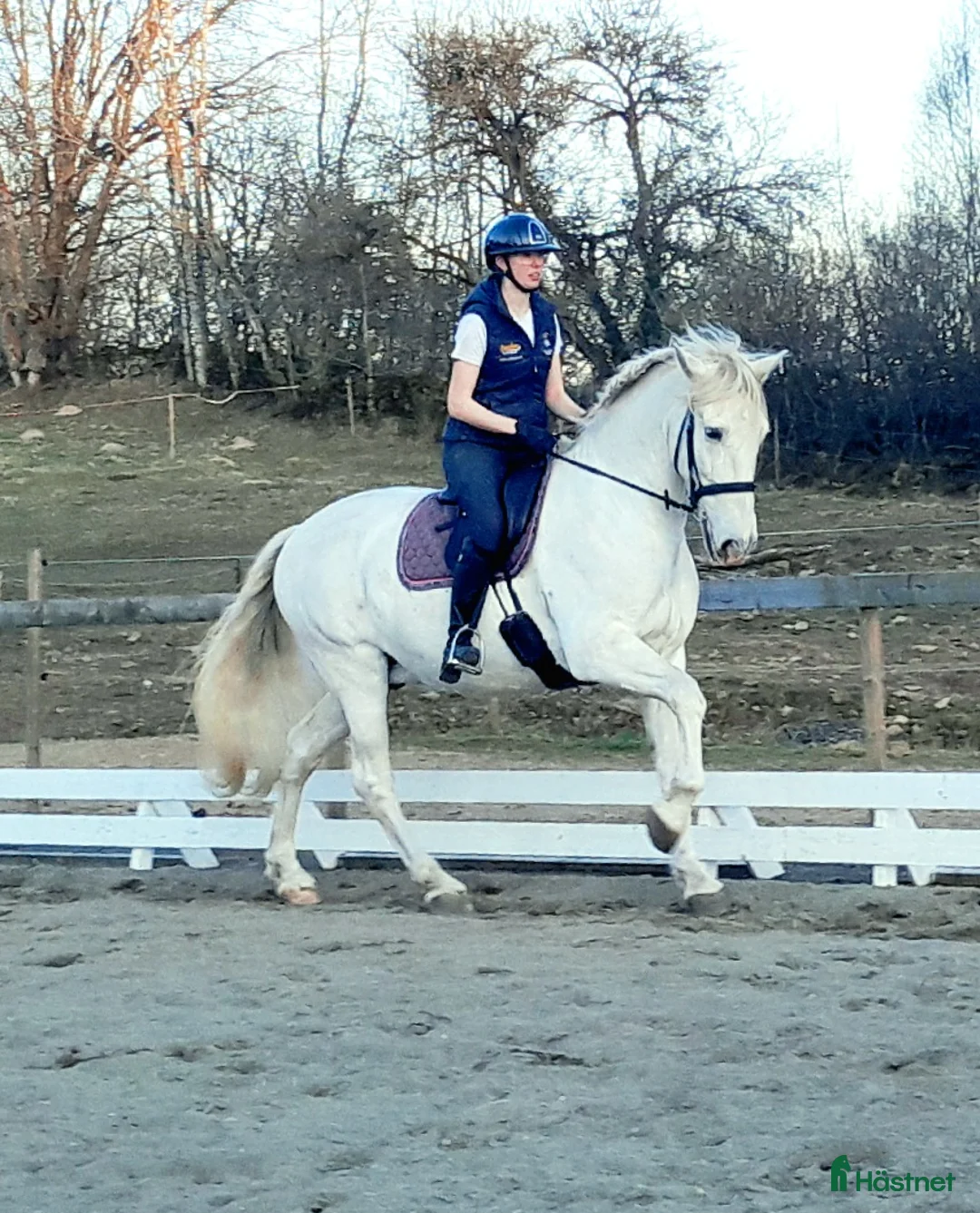 Övrigt hästar till salu: Vänlig PRE valack! - Annons 1