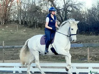 hästar Vänlig PRE valack! - Annons 6