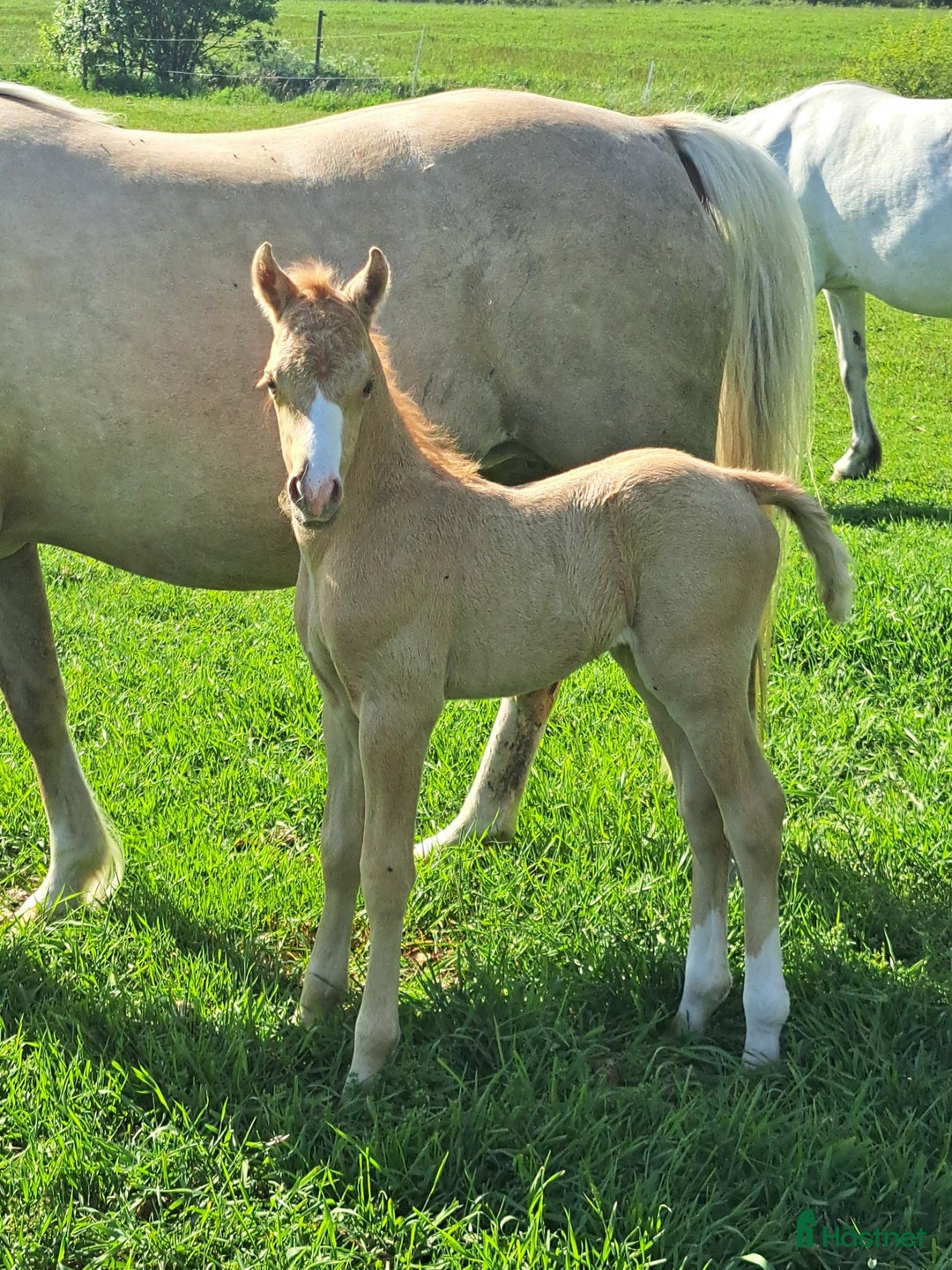 Allround hästar till salu: När kvalite får avgöra i Löttorp - Annons 2