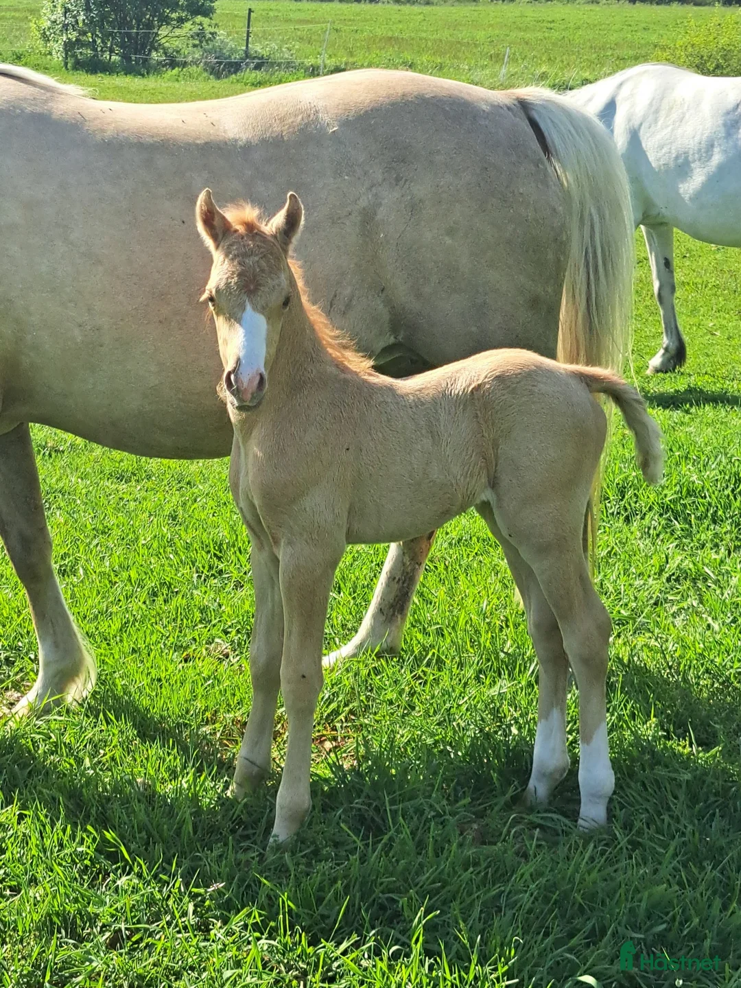 Allround hästar till salu: När kvalite får avgöra i Löttorp - Annons 2