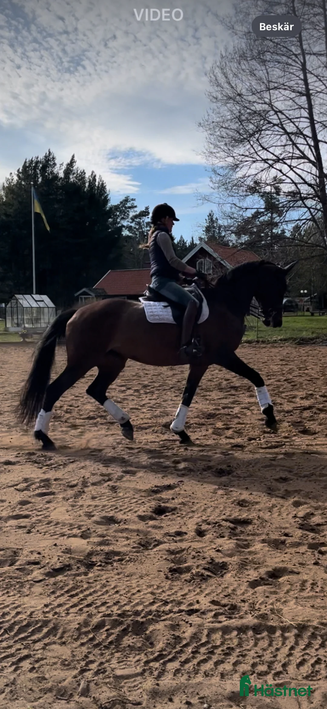 Allround hästar till salu: Till uteritt / hoppning  - Annons 2