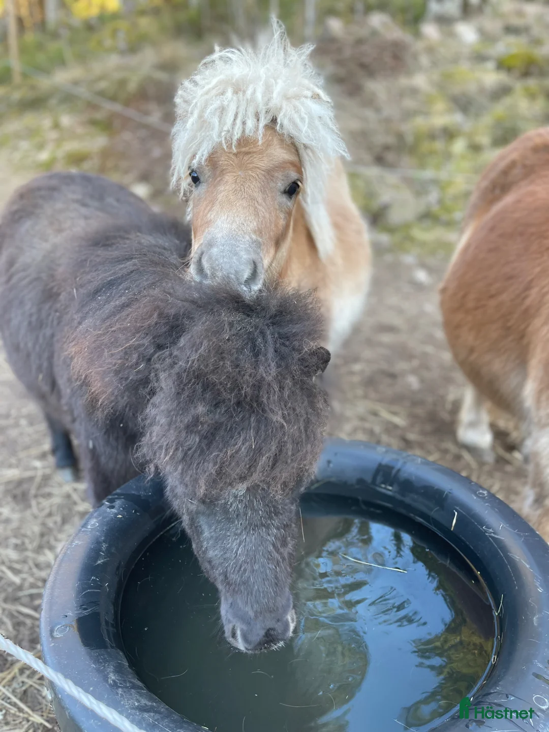 Övrigt hästar till salu: Paddington är nu till salu  - Annons 2