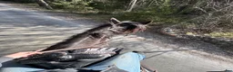  medryttarhäst finnes: Halvfodervärd/medryttare sökes i Nyköping - Annons 2