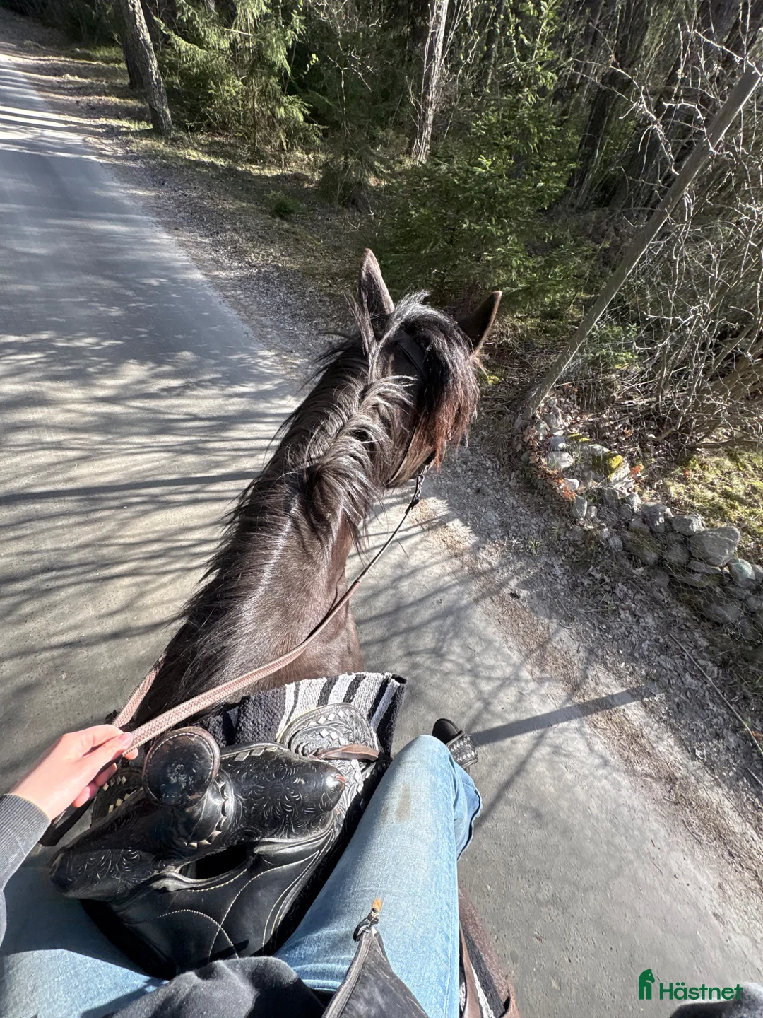  medryttarhäst finnes: Halvfodervärd/medryttare sökes i Nyköping - Annons 2