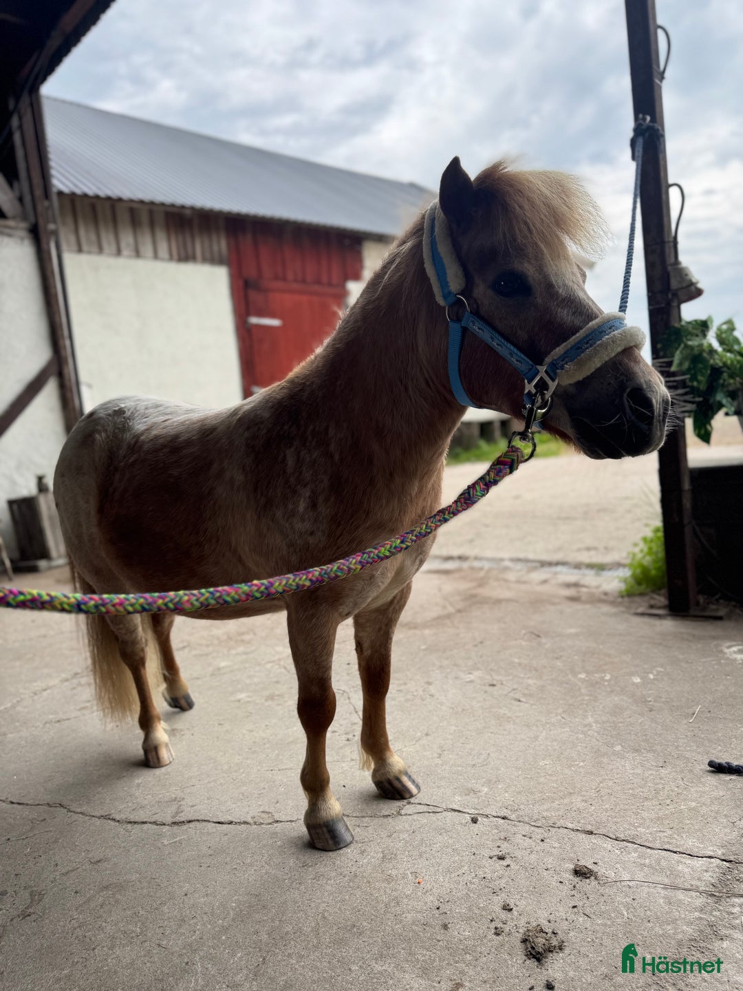 Allround hästar till salu: Rolig minikille i Nygård - Annons 10