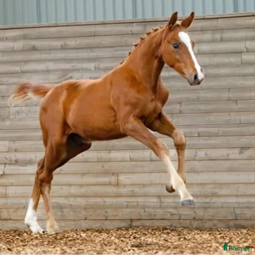 Dressyr hästar till salu: Snygg hingst med Elitmöderne i Östervåla - Annons 2