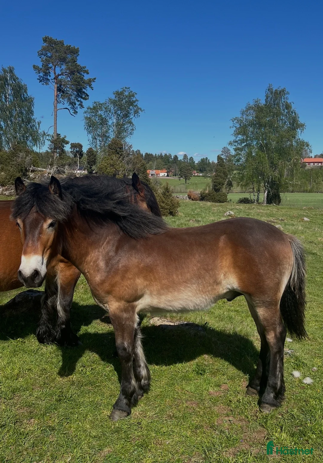 Allround hästar till salu: Vacker hingst född -25 - Annons 2