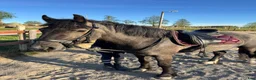 Allround hästar till salu: 3-årig c-ponny med framtiden för sig - Annons 1
