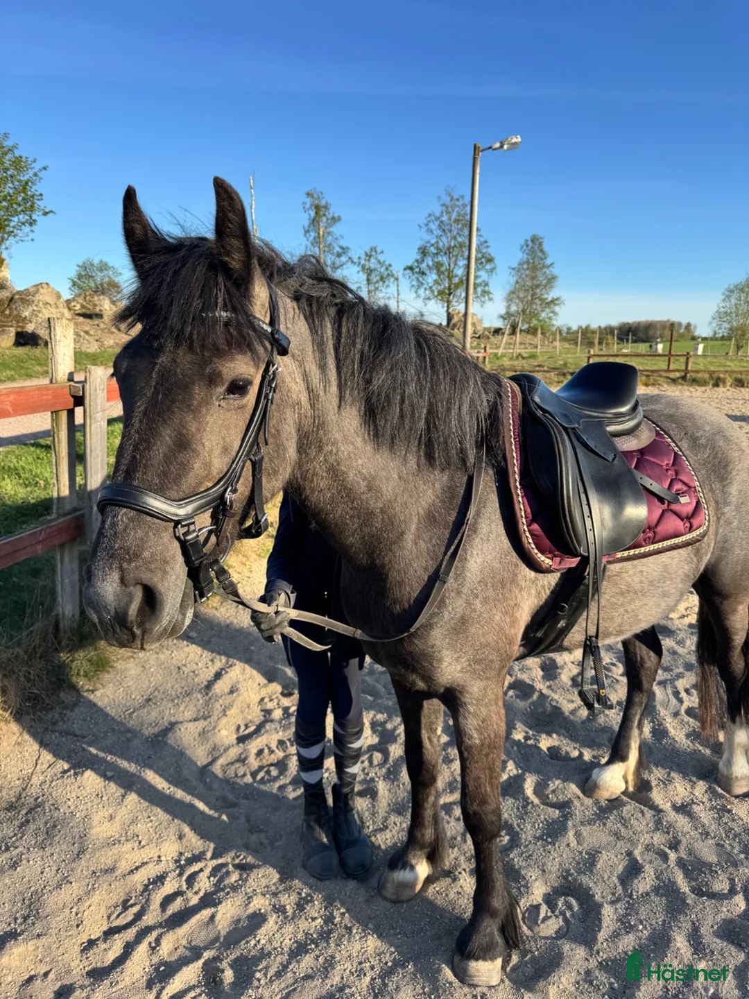 Allround hästar till salu: 3-årig c-ponny med framtiden för sig - Annons 1