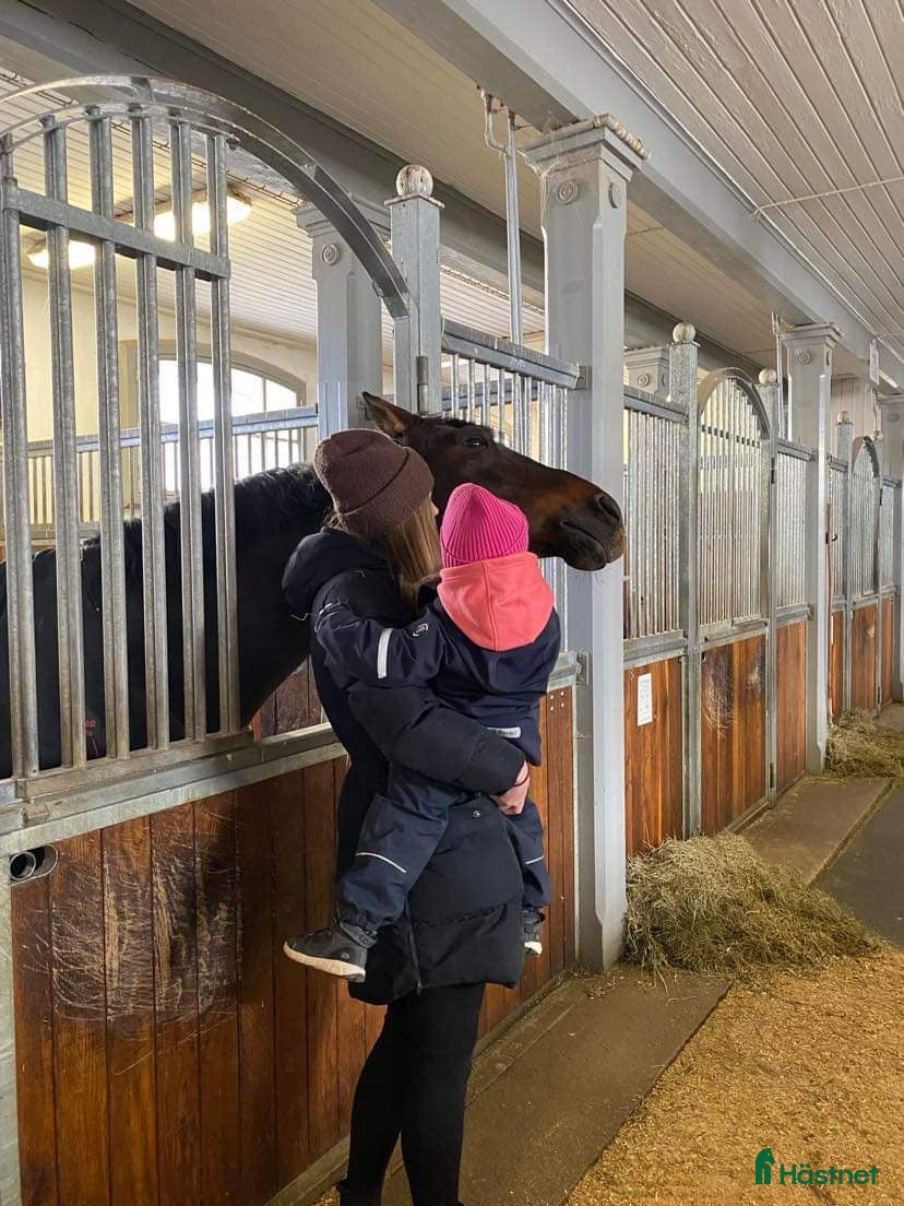  medryttarhäst sökes: Medryttarhäst sökes - Annons 5