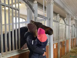 medryttarhäst sökes: Medryttarhäst sökes - Annons 5