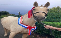 Hoppning hästar till salu: Selection of Irish ponies i Ljungby - Annons 1