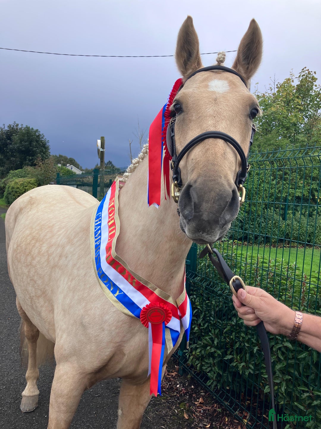 Hoppning hästar till salu: Selection of Irish ponies i Ljungby - Annons 1